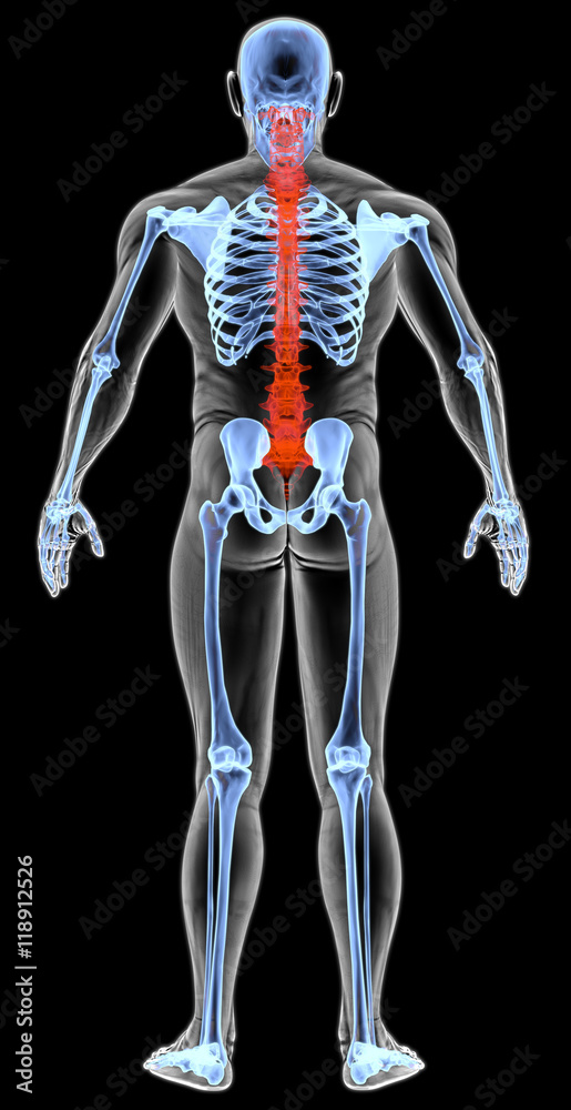 man's body under X-rays. spine bones are highlighted in red. 3D illustration. man's body under X-rays. spine bones are highlighted in red. 3D illustration.
