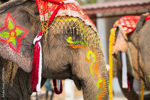 Photography Close up of colorful painted elephant head
