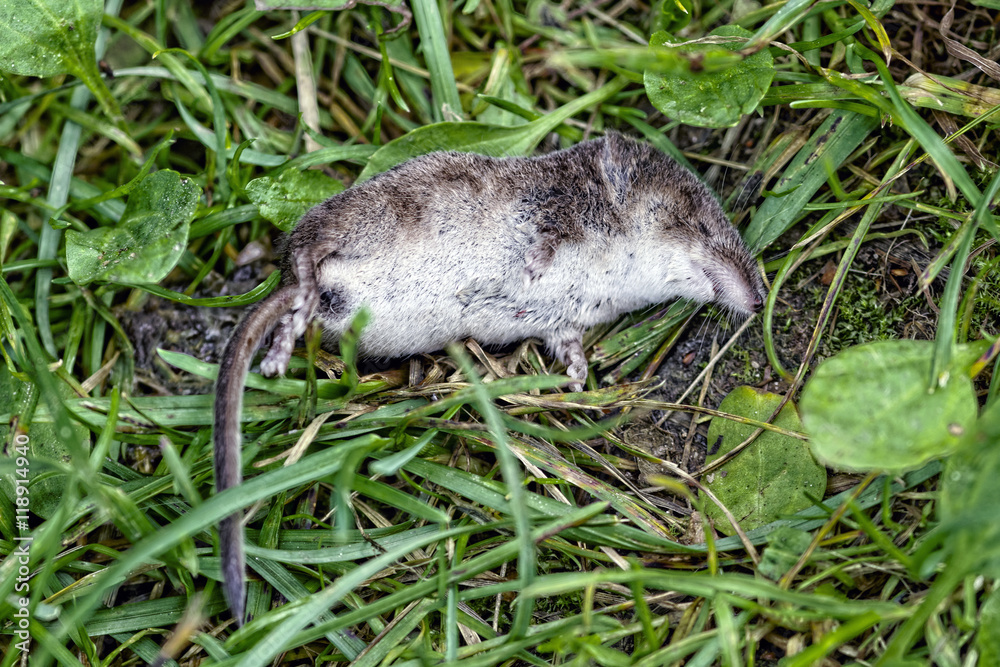 Obraz premium Dead shrew lying on the grass.