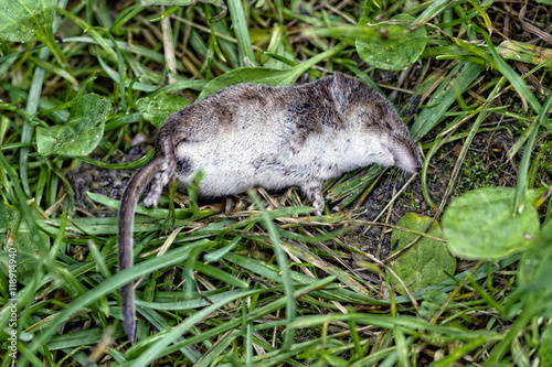 Dead shrew lying on the grass.