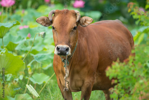 cattle with green leaves lotus and grass background