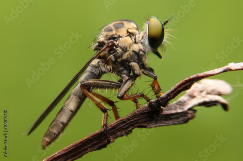 close up to robber flies or assassin fly waiting in ambush for i © annetohome