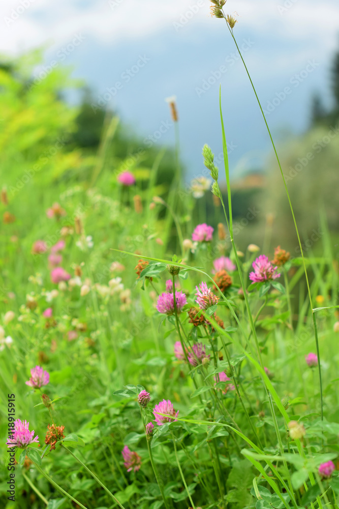 Alpine grass and herbs on a background of mountains in the fog in soft focus Alpine grass and herbs on a background of mountains in the fog in soft focus