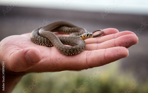 Small non-poisonous grass snake on the man's palm
