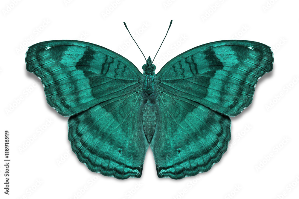 Obraz premium Czekoladowy motyl bratek