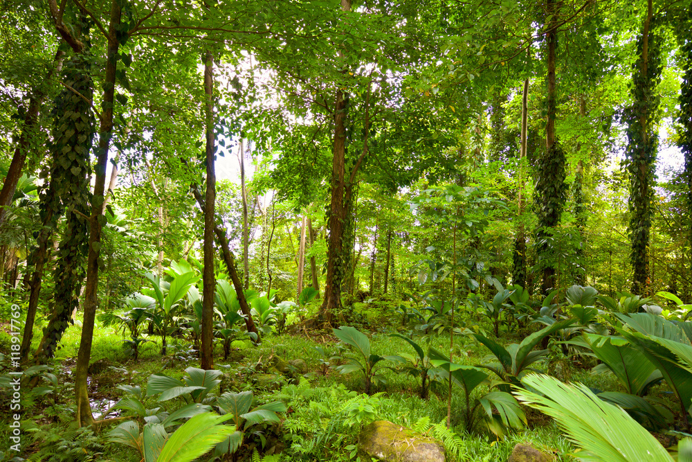 Naklejka premium Tropical rain forest in Mahe Island, Seychelles