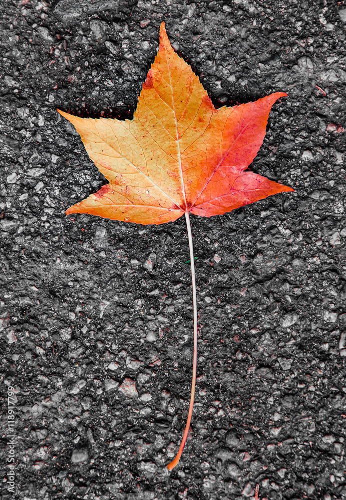 Lone leaf on the ground


