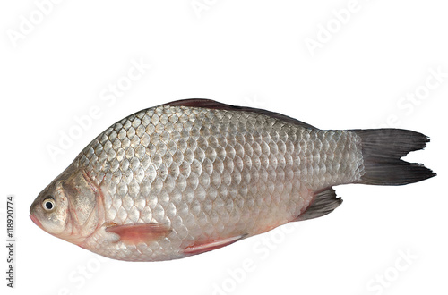 Raw freshwater fish, lying on a white background.