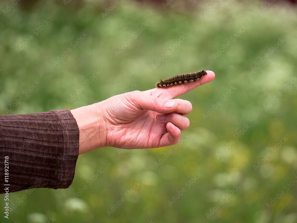 Big hairy caterpillar crawling on a hand on the blurry background Big hairy caterpillar crawling on a hand on the blurry background