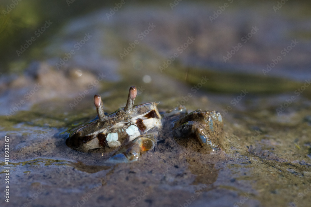 Fiddler Crab