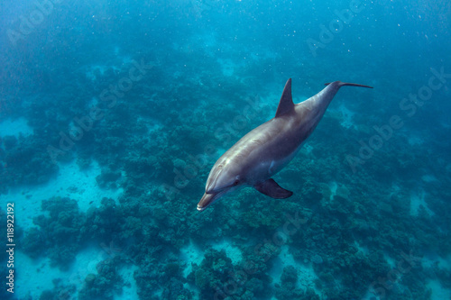Dolphin and Coral