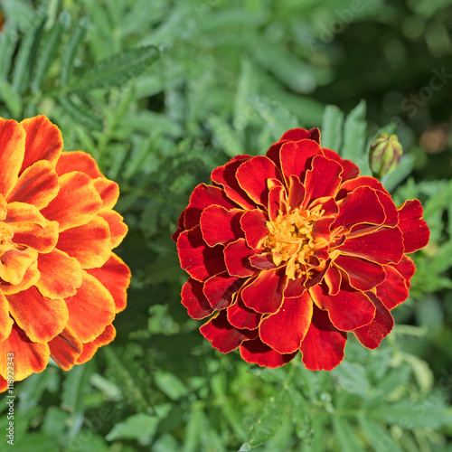 Tagetes, Studentenblumen, Sammetblumen photo