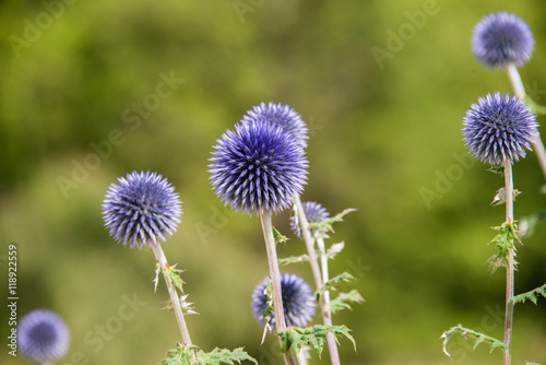 Bright blue echinops in a garden in England photo