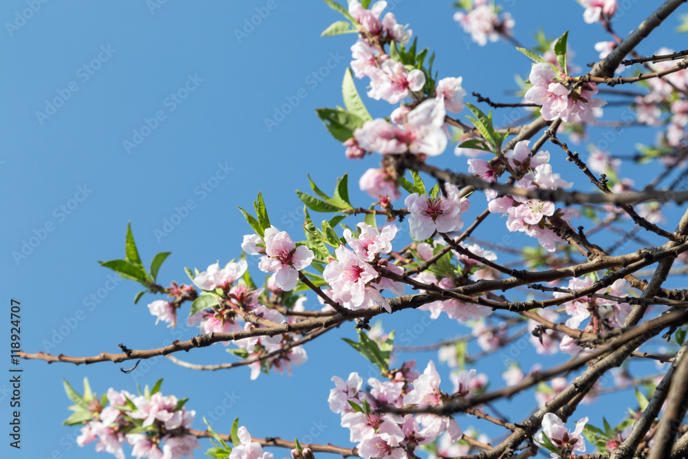 Cherry tree blossom in the spring and clear blue sky on background.