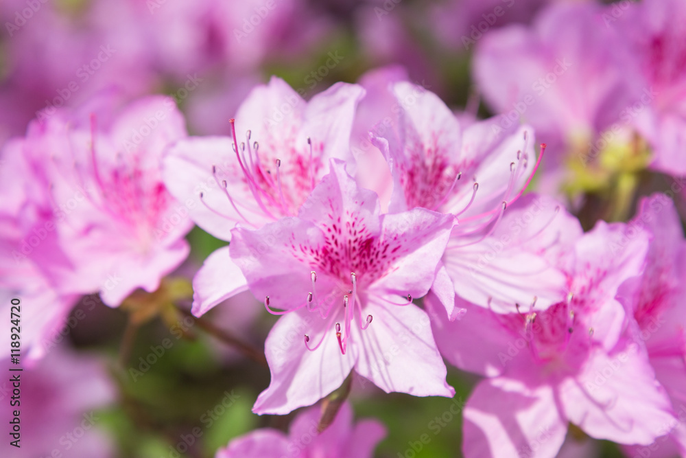 Close-up of beautiful pink Rhododendron degronianum flowers blossom in spring. Close-up of beautiful pink Rhododendron degronianum flowers blossom in spring.