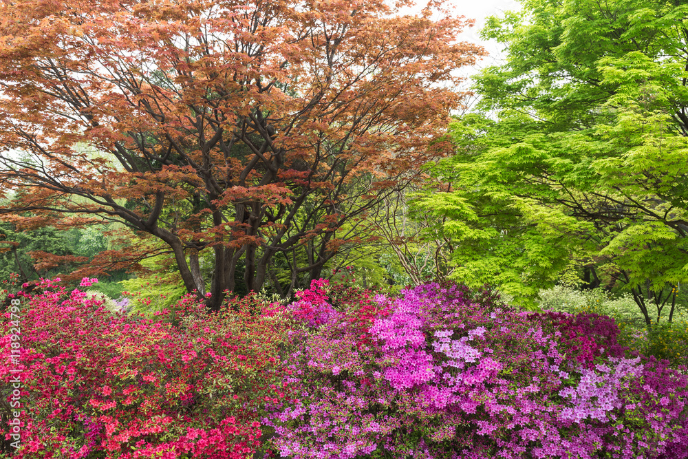 Colourful flowers and foliage on trees in the spring in Seoul, South Korea. Colourful flowers and foliage on trees in the spring in Seoul, South Korea.
