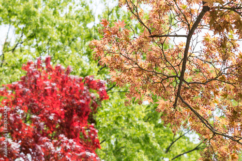Colorful foliage on trees in the spring.