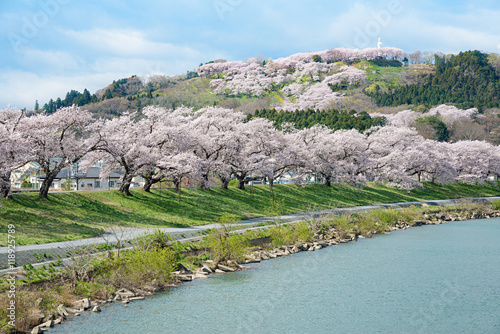 The Cherry blossom (Sakura) trees along the bank of Shiroishigaw