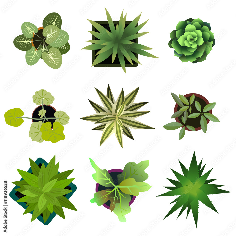 Top view. plants Easy copy paste in your landscape design projects or