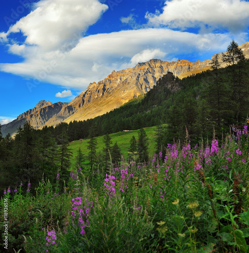 Gran Paradiso National Park mountains with willow herbs