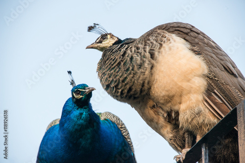 Male and female peacocks photo