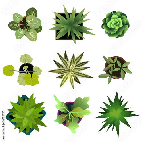 Top view. plants Easy copy paste in your landscape design projects or architecture plan. Isolated flowers on white background. Vector 