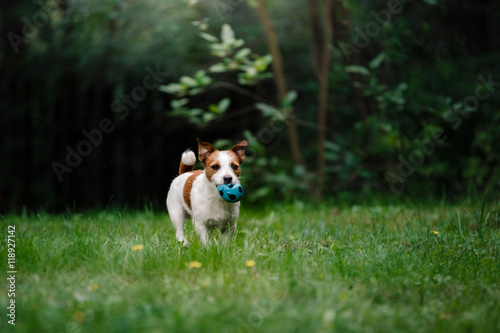 Dog Jack Russell Terrier walking