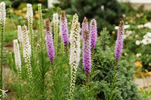 Spikelet Liatris  Liatris spicata  