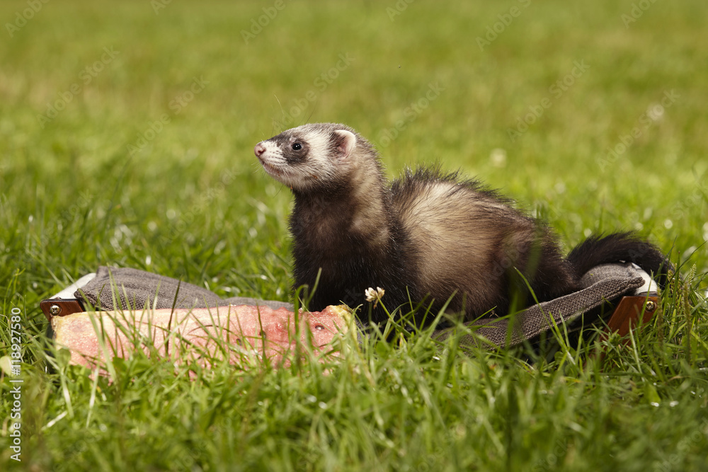 Ferret enjoying lovely day in summer park Ferret enjoying lovely day in summer park