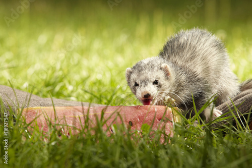 Nice ferret eating watermelon in summer grass