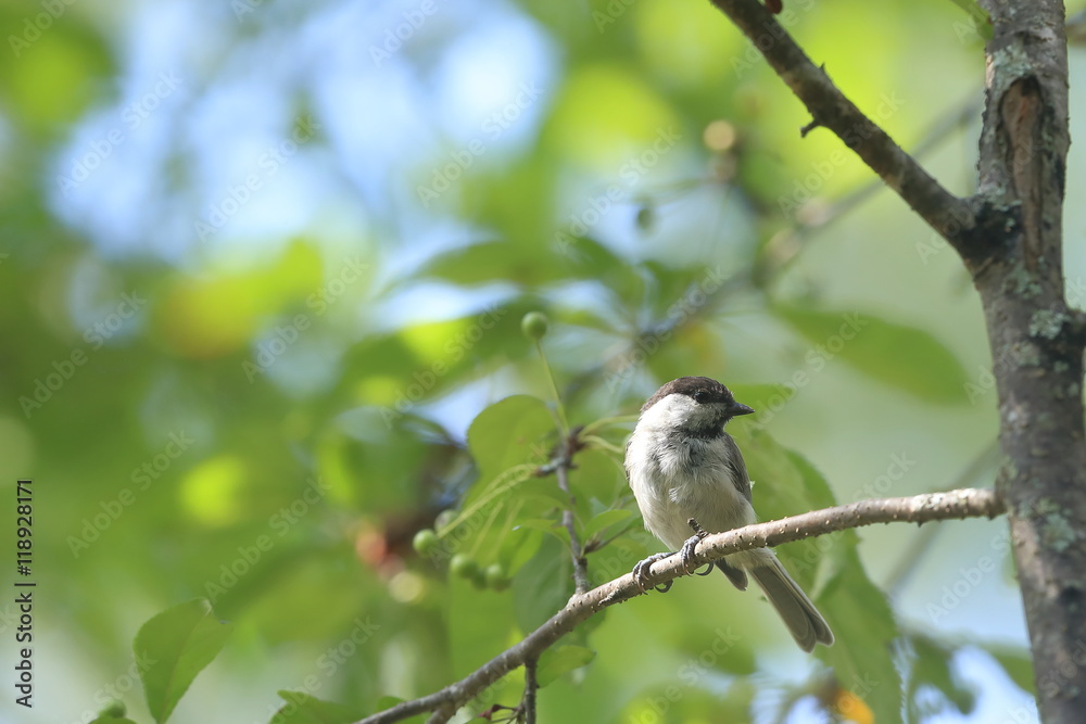 Obraz premium ヒガラ