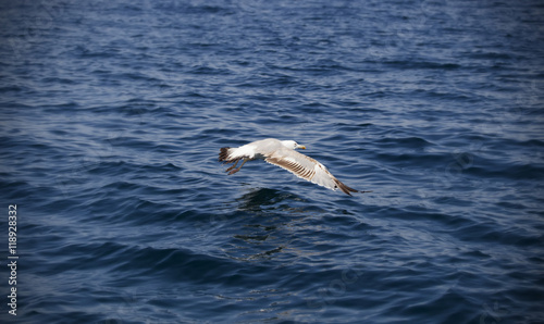 Photo of flying seagull