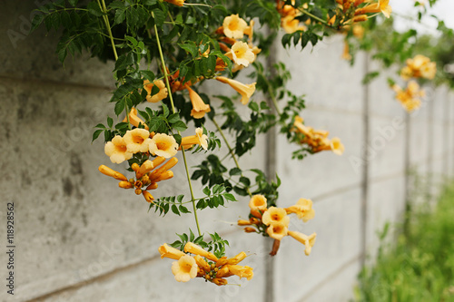 Campsis radicans flavus with yellow flowers on a gray fence. Selective focus