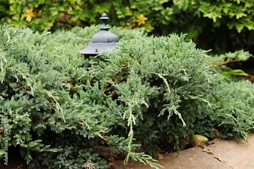 Juniper Blue Carpet horizontal with lantern