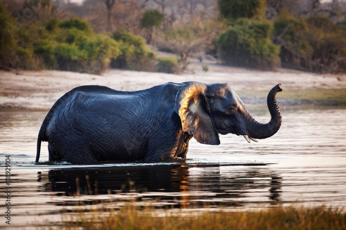 Elephant crossing the Chobe River, in the Chobe National Park, in Botswana, Africa; Concept for travel safari and travel in Africa