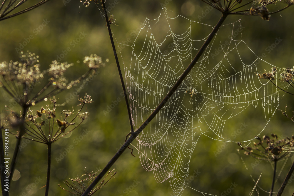 Spider web shaking on wind