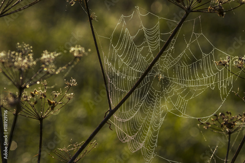 Spider web shaking on wind