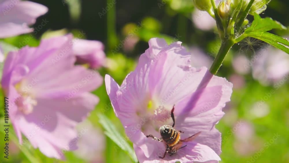 Bee collects nectar from flowers, slow motion 500fps Bee collects nectar from flowers, slow motion 500fps