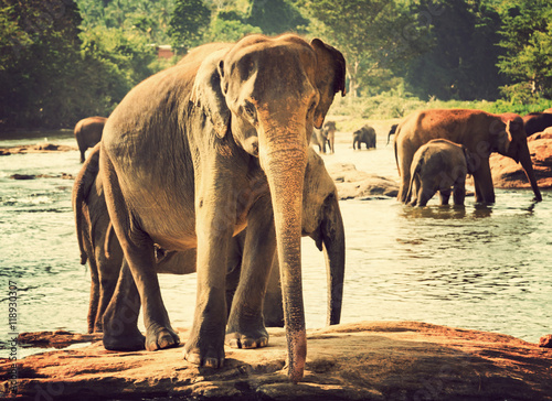 elephant orphanage, Sri lanka © Emoji Smileys People