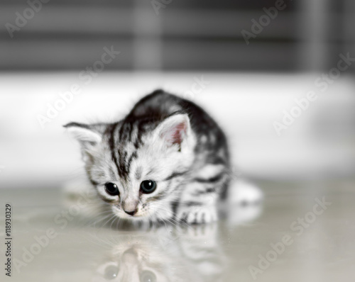 Fototapeta Naklejka Na Ścianę i Meble -  Cute American shorthair cat kitten with copy space