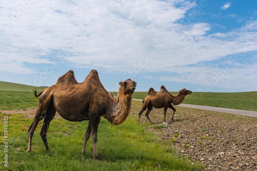 Kamele bei der Straßenüberquerung in der mongolischen Steppe