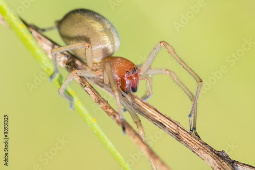 Ammen-Dornfinger (Cheiracanthium punctorium) Spinne Dornfingerspinne Ammen-Dornfingerspinne auf einer Wiese