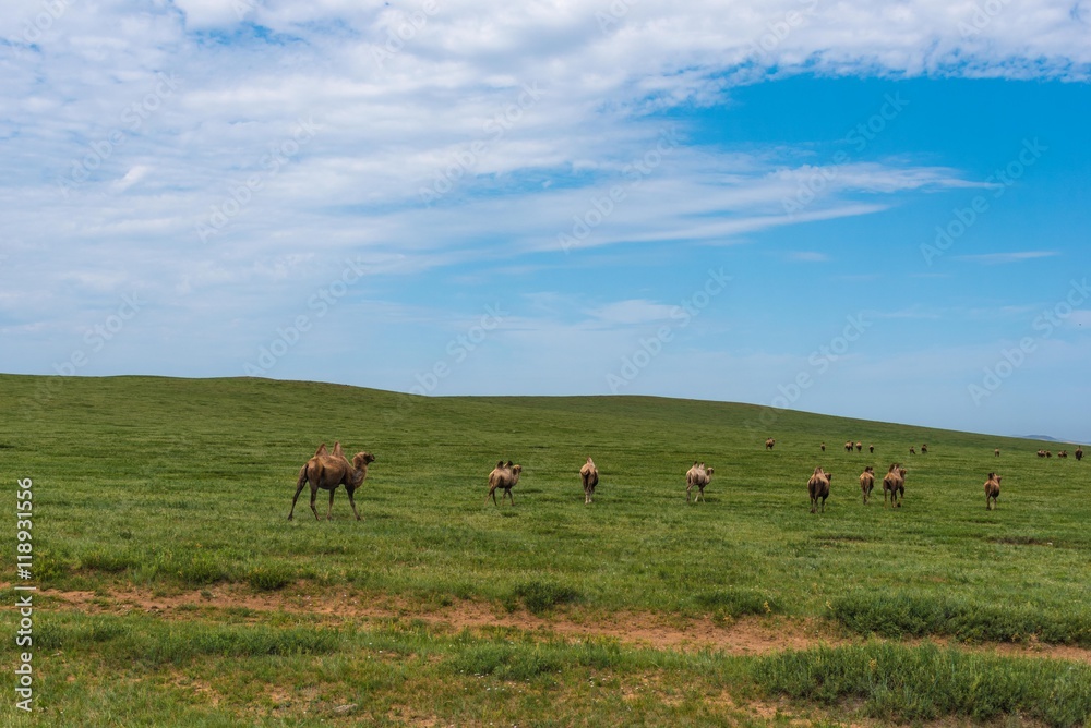 Kamelherde in der mongolischen steppe