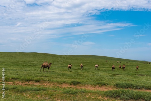 Kamelherde in der mongolischen steppe © driendl