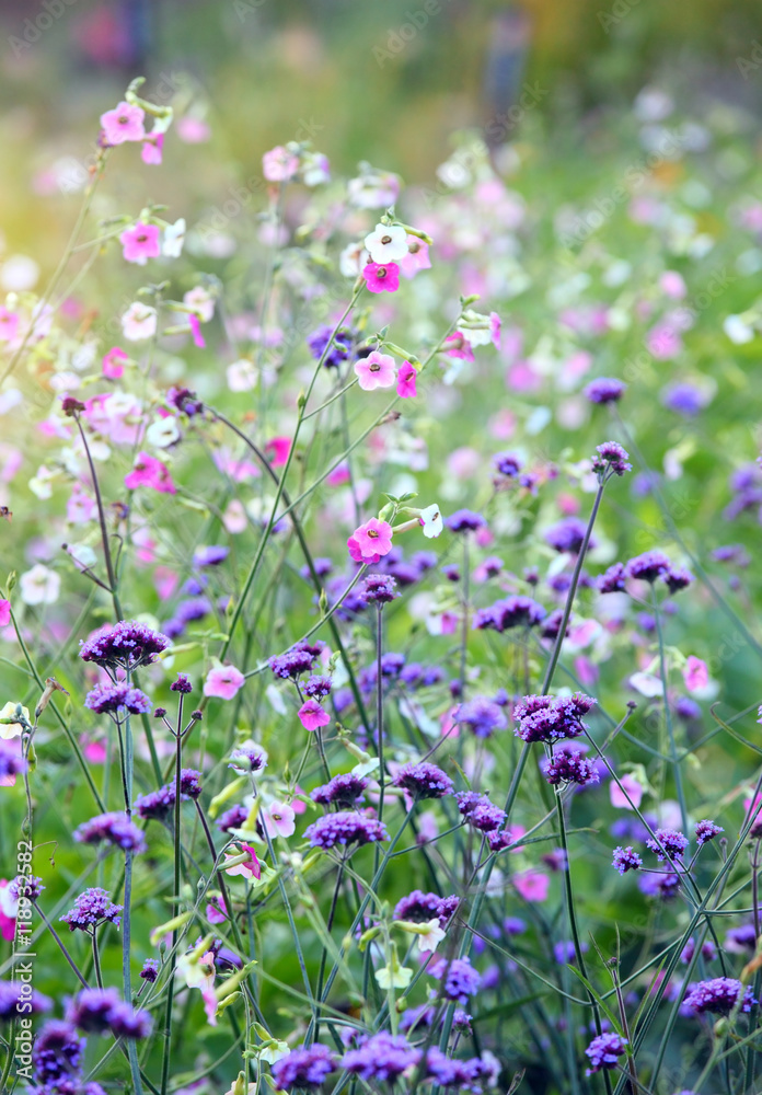 Flower close up, Shallow Dof