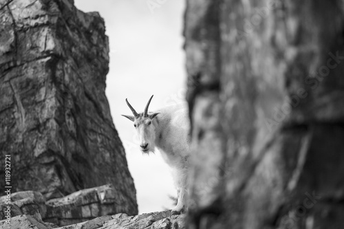 Rocky Mountain Goat
