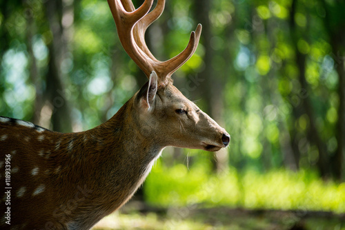 male red deer