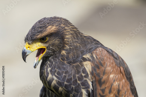 Close up view of a falcon