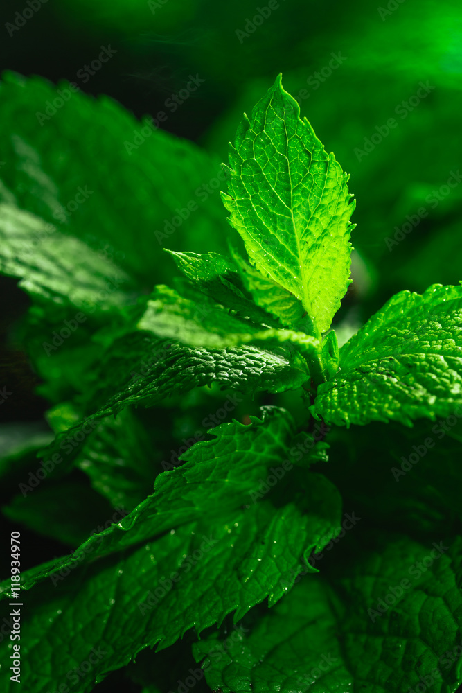 Fresh green mint close-up on a dark background Fresh green mint close-up on a dark background