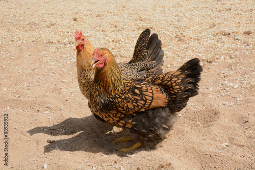 Sicilian buttercup and gold laced wyandotte chicken hens photo